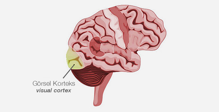 beyin, görsel korteks