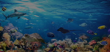 wild underwater life