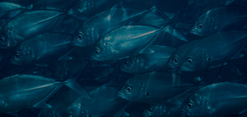 wild fish school