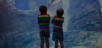 children looking to aquarium